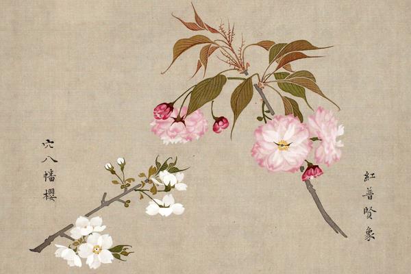 花譜