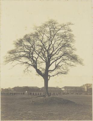 青山練兵場内生名木ヒトツバタゴ（俗称ナンヂャモンヂャ）写真　農科大学教授白井光太郎奉呈／明治
